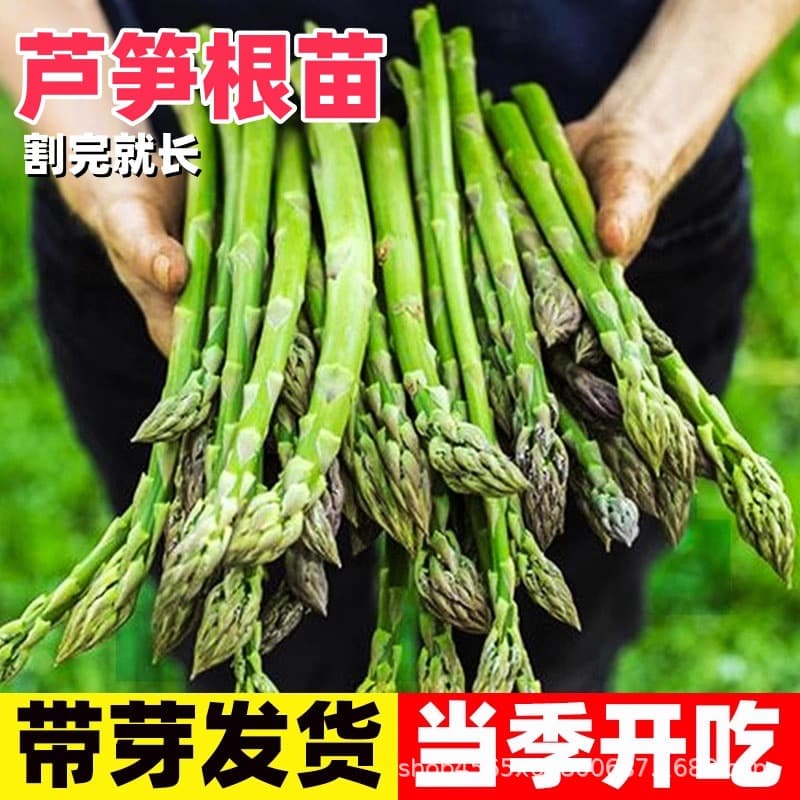 Green Asparagus Seedlings, Purple Asparagus Plants, Non-GMO Four-Season Vegetable Seedlings, Balcony Potted Perennial Root Varieties