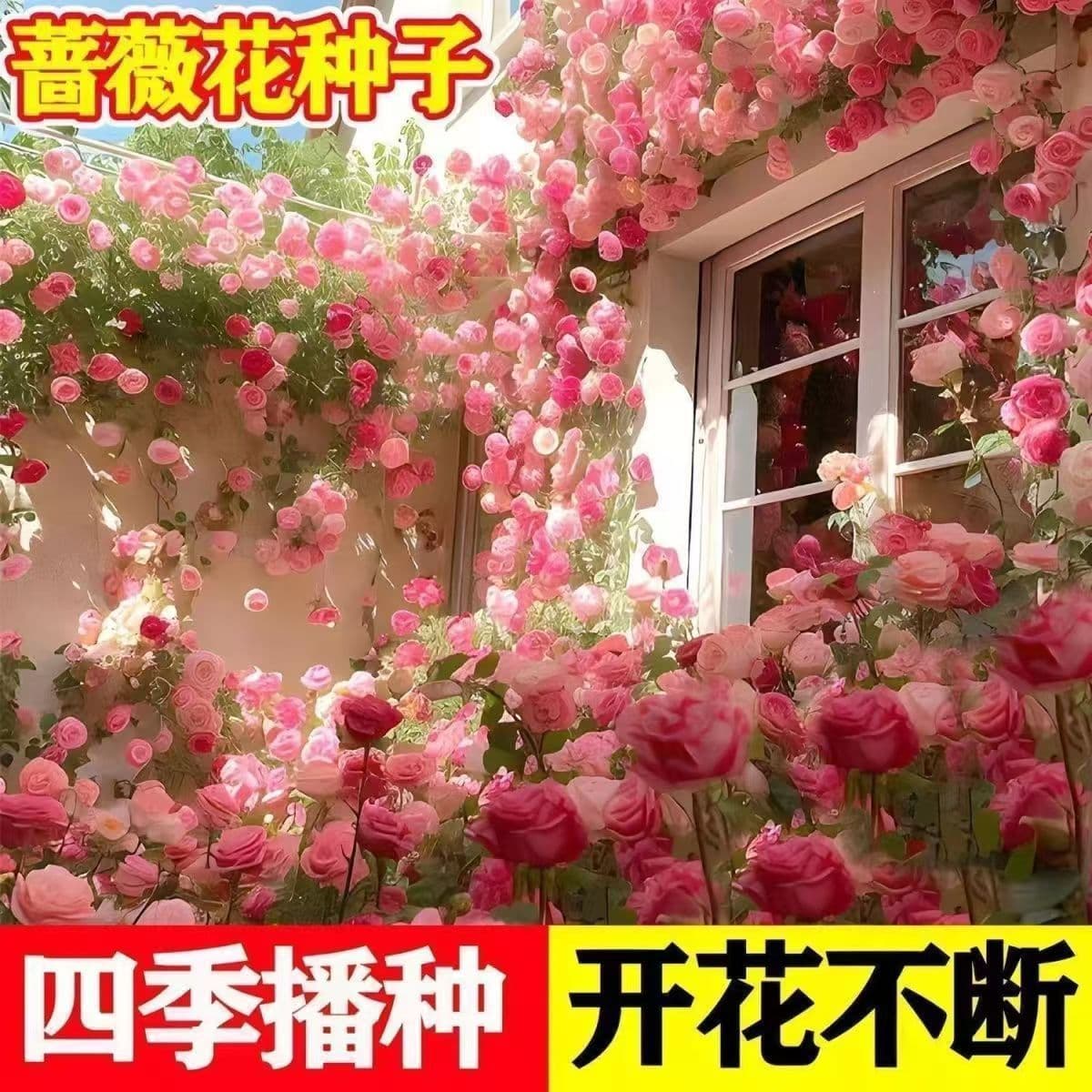 Climbing Rose Seeds for All-Season Sowing and Blooming, Climbing Rose Plant Seeds for Outdoor Garden Flowers