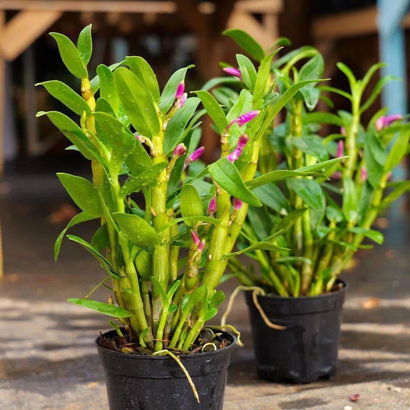 【Flamingo】Spring Dendrobium Orchid Pink Flower Buds Potted Plant Easy to Grow