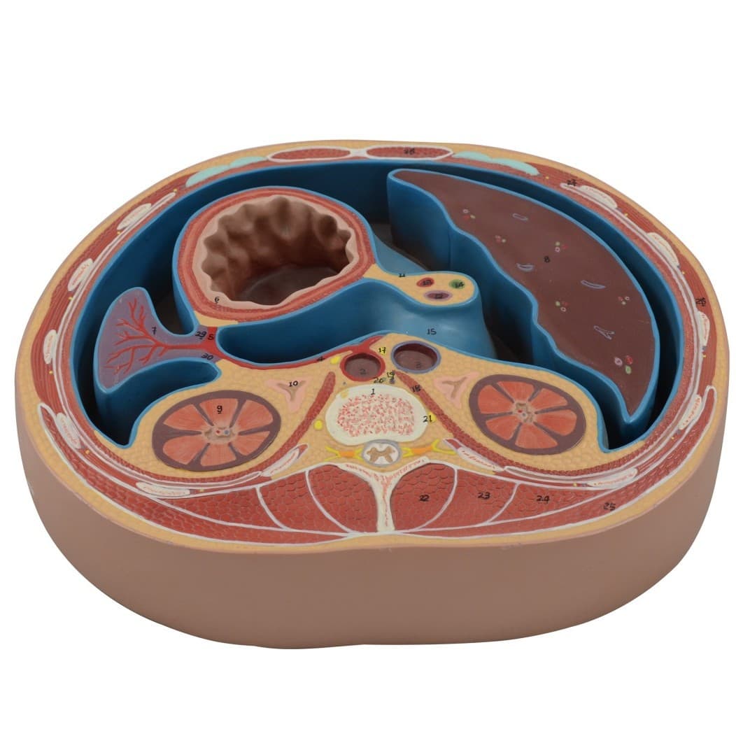 1:1 abdominal cavity transverse section anatomy model, thoracic vertebrae, liver, intestinal muscle horizontal cutting teaching aids, organ anatomy