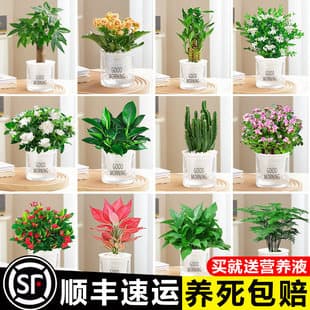 Indoor Potted Plants for Office: Lucky Tree, Pothos, Hydroponic Small Plants, Easy-Care Succulents, Absorbs Formaldehyde