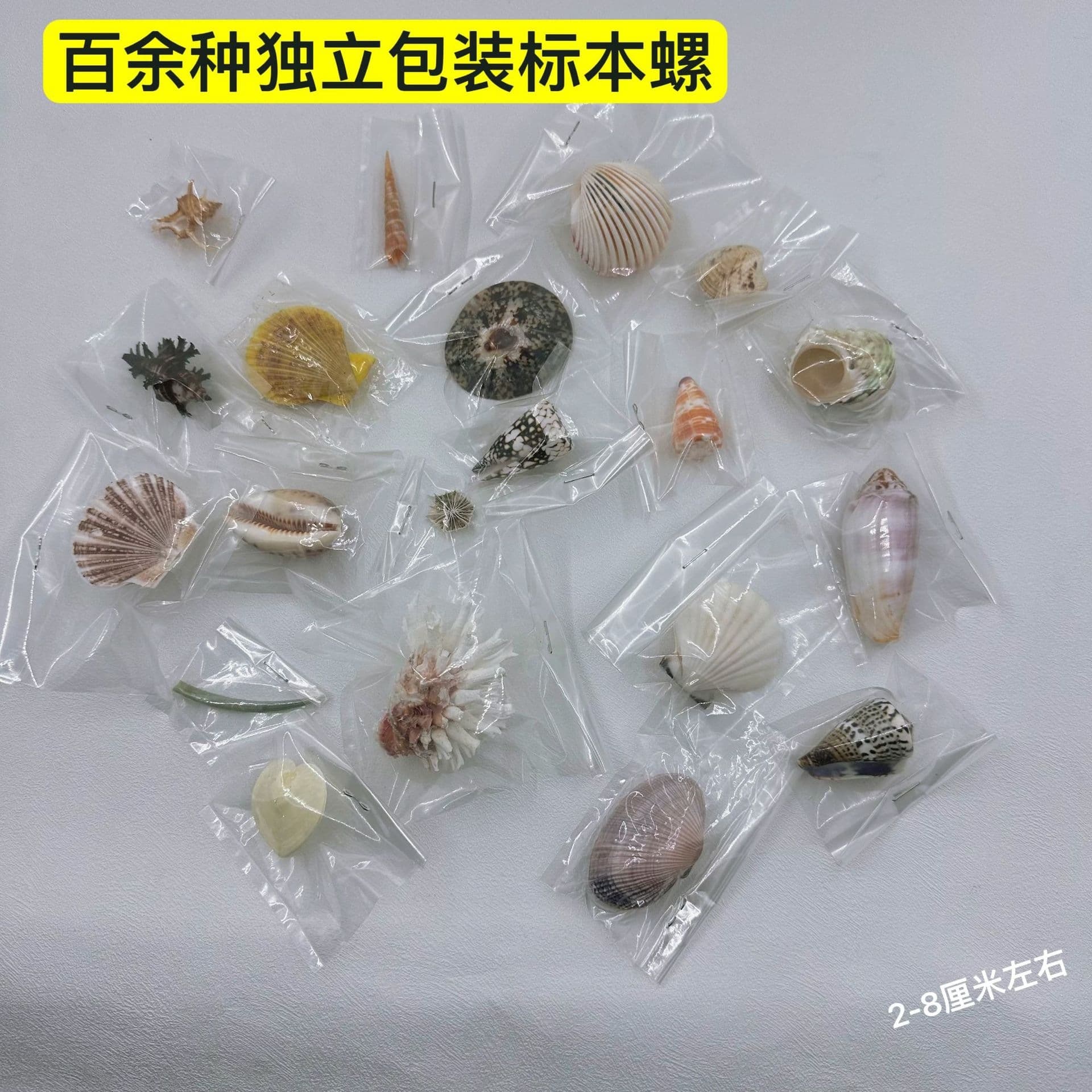 Natural Conch Shells - Over 100 Styles Randomly Paired for Collection Specimens, Cone Shells, Colorful Seashells