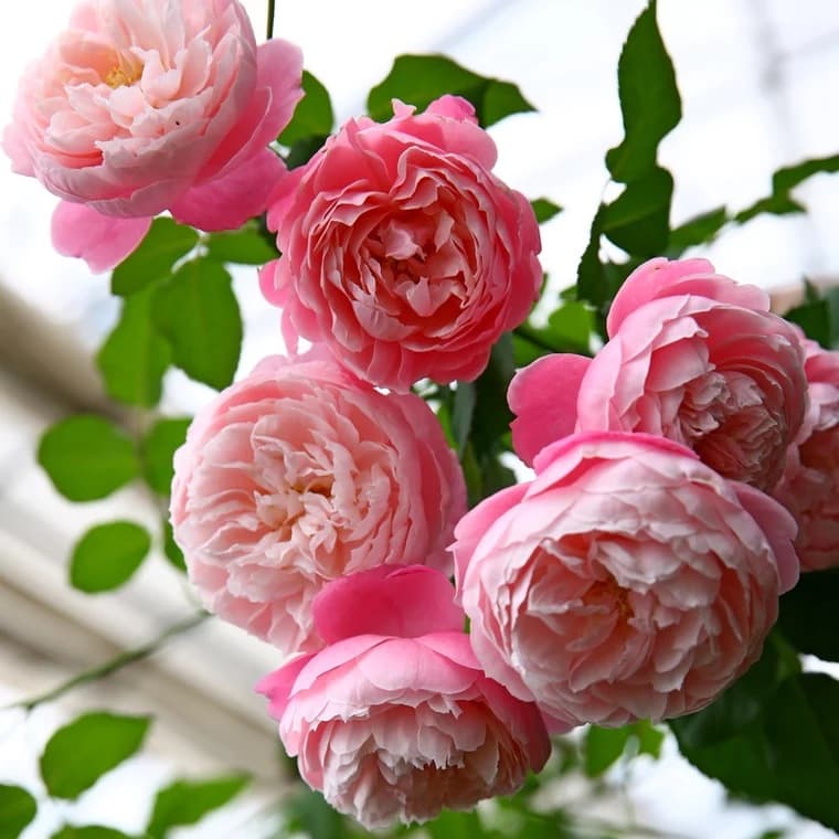 Drop Shipping Feather Rose Seedlings, Blooming Rose Potted Plants, Climbing Plants, Vine Rose Shrubs, Green Plants