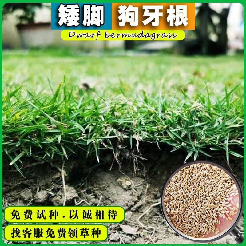 Bermuda Grass Seed Dwarf Lawn Seed Taiwan Green Hulled Seed Manila Grass Bermuda Grass Seed