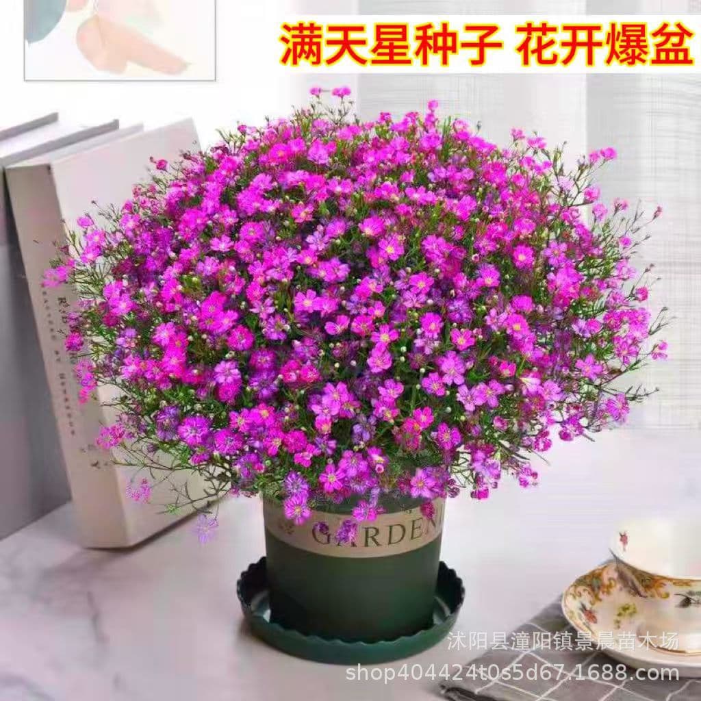 【Cross-border Supply】Baby's Breath Seeds Easy-to-Grow Flower Seeds Four-Season Flower Seeds Hardy Blooming Continuously Flower Seeds