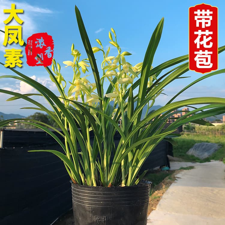 Orchid Potted Plant, Four Seasons Jianlan Dafengsu, Strong Fragrance, Indoor Potted Flowering Plant, Easy to Maintain, Comes with Pot and Orchid Seedling