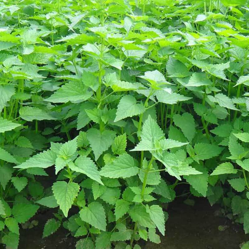 Patchouli Seeds, Patchouli Herb Seeds, Patchouli Mountain Fennel, Green Stem Mint Seeds, Farm Vegetable Seeds