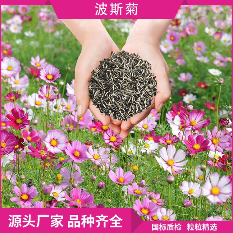 Wholesale Cosmos Flower Seeds, Easy-to-Grow Year-Round for Garden Landscaping and Flower Sea Projects, Gesang Flower Seed Base