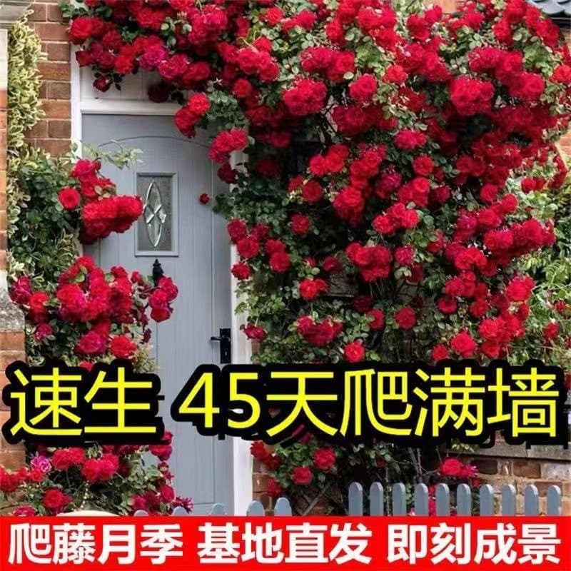 Rose Seedling Climbing Rose Tree Plant Wall Climbing Flower Rose Potted Plant Four-Season Blooming Red Dragon Extra Large Flower