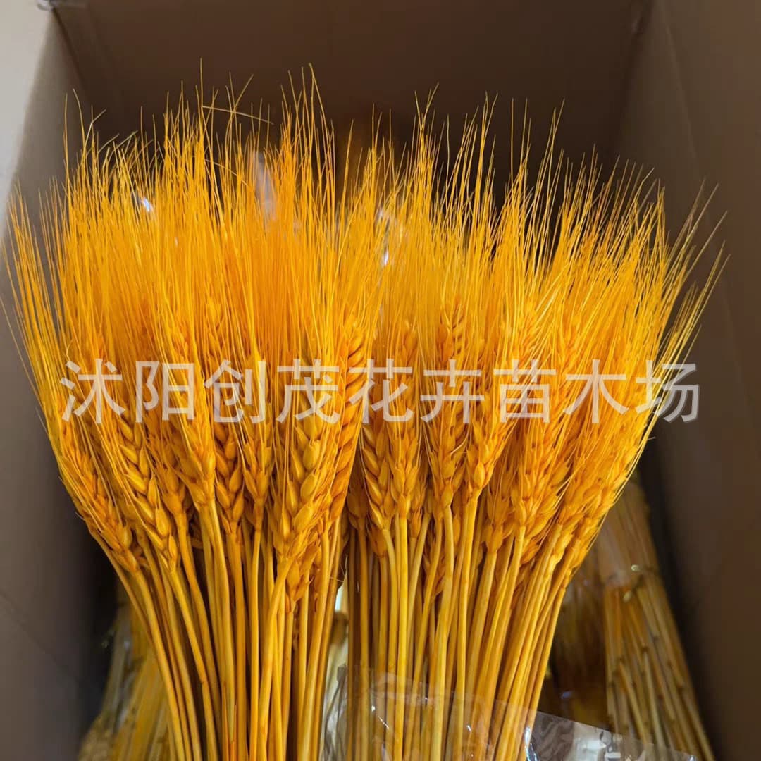Wheat Dried Flowers Wholesale Grand Opening Barley Flower Baskets Natural Golden Wheat Dried Flower Bouquets Living Room Rustic Decor Ornaments
