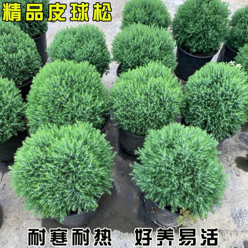 Ball pine potted fog pine ball cypress saplings four-season evergreen courtyard balcony plants spherical plants cold-resistant green plants