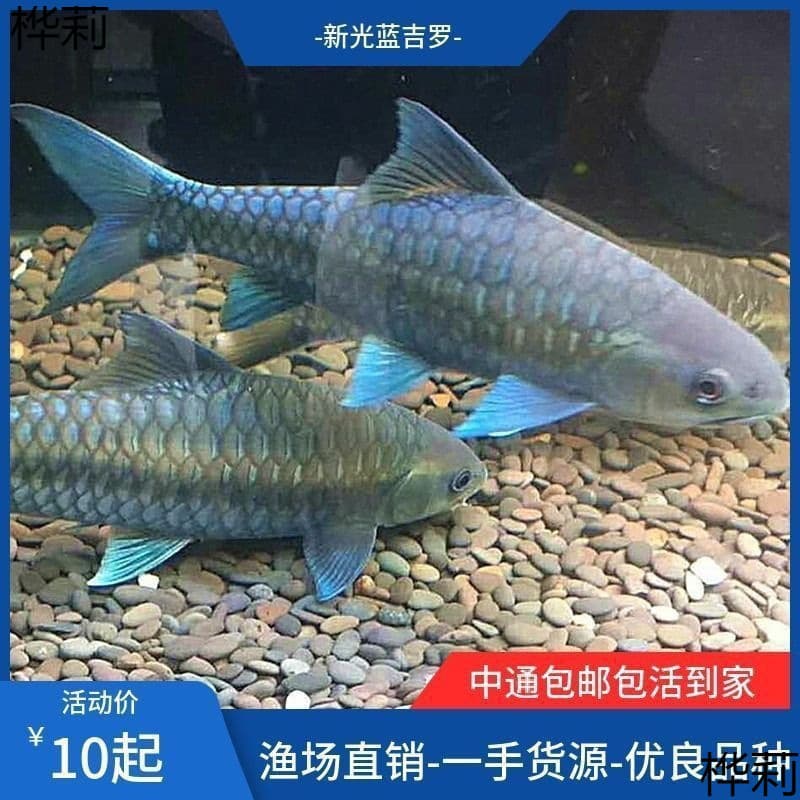 New Guangchun Blue Gilroy Fish Fry Freshwater Ornamental Fish Auspicious Fish Different Mouth Native Luo Fish Feng Shui Fish School Live Fish
