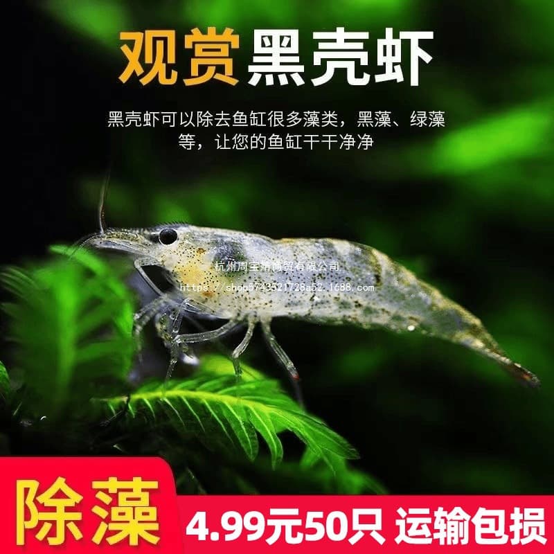 Black Shell Shrimp Live Ornamental Shrimp Algae Eating Freshwater Shrimp Cold Water Hardy Cleaner Fire Red Cherry Shrimp Other