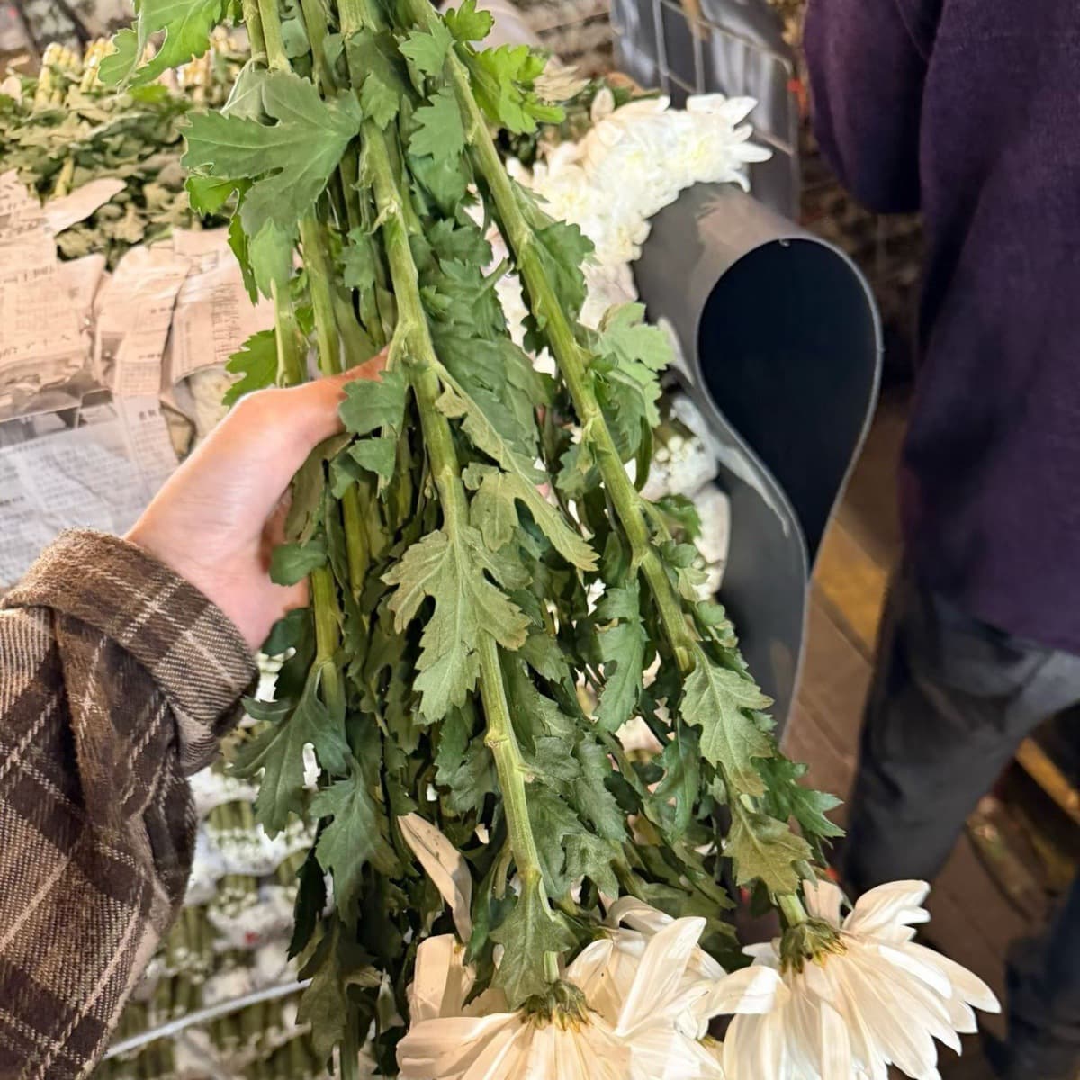 Direct Sales from Guangzhou Base: Fresh-Cut White Chrysanthemums, Freshly Picked, Thick and Firm Stems, Fresh Blooms, Green Centers, Invoices Available