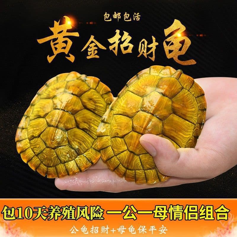 Live Brazilian Turtle Pair Golden Turtle Pet Ornament Suitable for Home Fortune Small Turtle Hatchlings