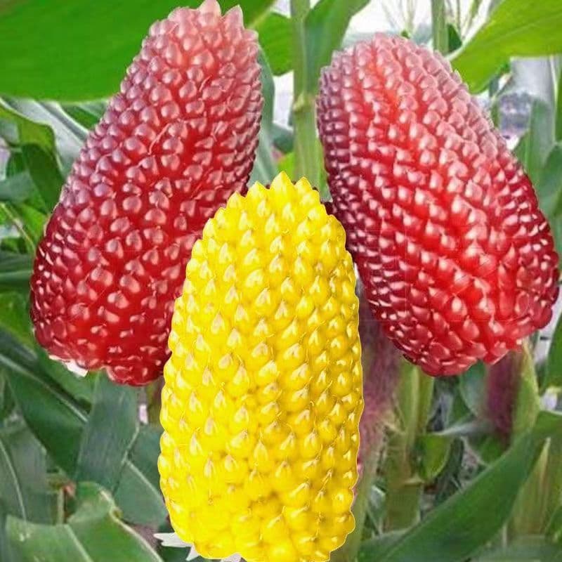 Complete Corn Seed Collection: Waxy Corn Seeds, Fruit Corn Seeds, Sweet Corn Seeds, Colorful Waxy Sweet Corn Seeds