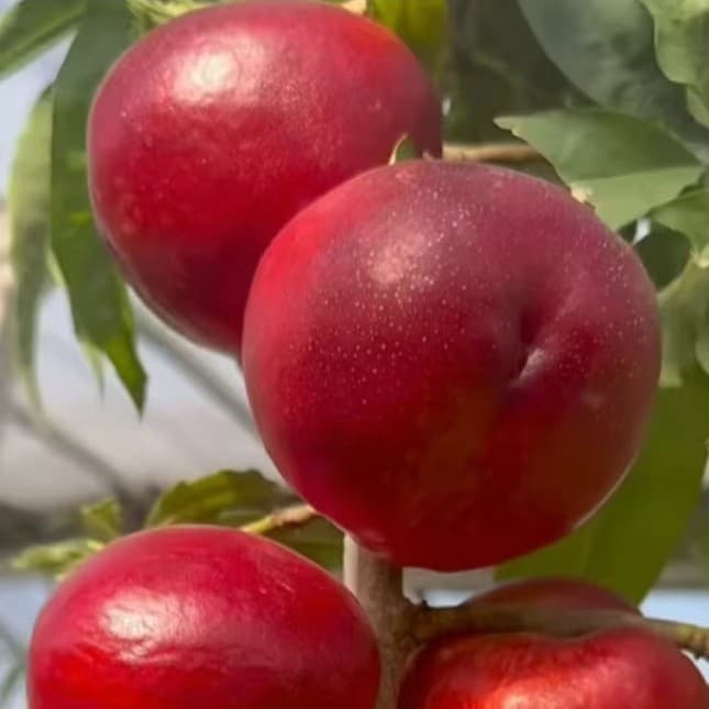 Grafted Fruit Tree Seedlings Peach Seedlings for North and South Planting Potted and Ground Planting Early Ripening Flat Peach Seedlings New Peach Tree Seedlings