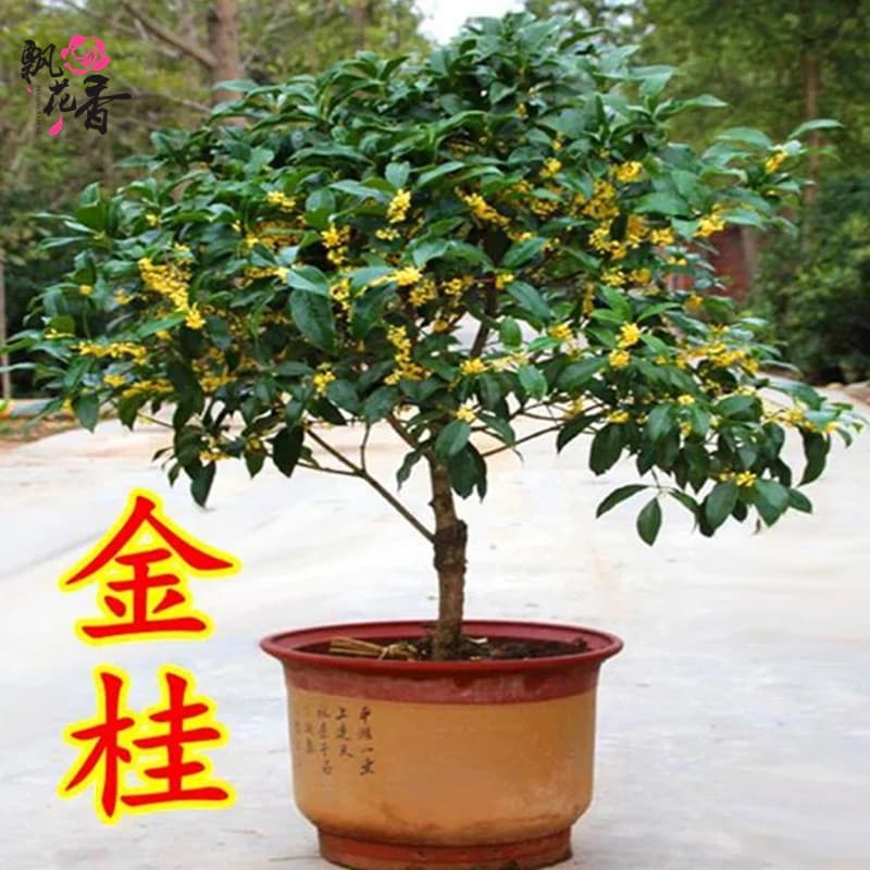 Dropshipping Four Seasons Osmanthus Tree Seedling Potted Plant Golden Osmanthus August Osmanthus Dan Osmanthus Grafted Seedling Large Osmanthus Tree Bonsai