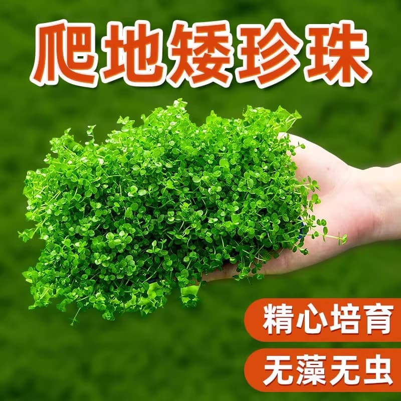 Foreground Grass: Creeping Dwarf Pearl Aquarium Live Plant, True Grass, Clean Water, Low-Maintenance Grass, Beginner, Hydrocotyle Verticillata, Tuft Grass