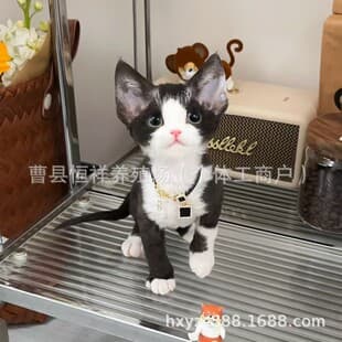 Devon Rex Cat Non-Shedding Kitten Live Cat Golden White Napoleon Cat Kitten Live Cat Golden Shaded Short Leg Longhair