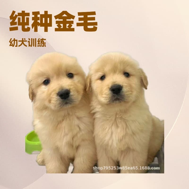 Golden Retriever puppy, purebred, large-framed, sandy golden maple red, lively and adorable, gentle pet, live house dog.