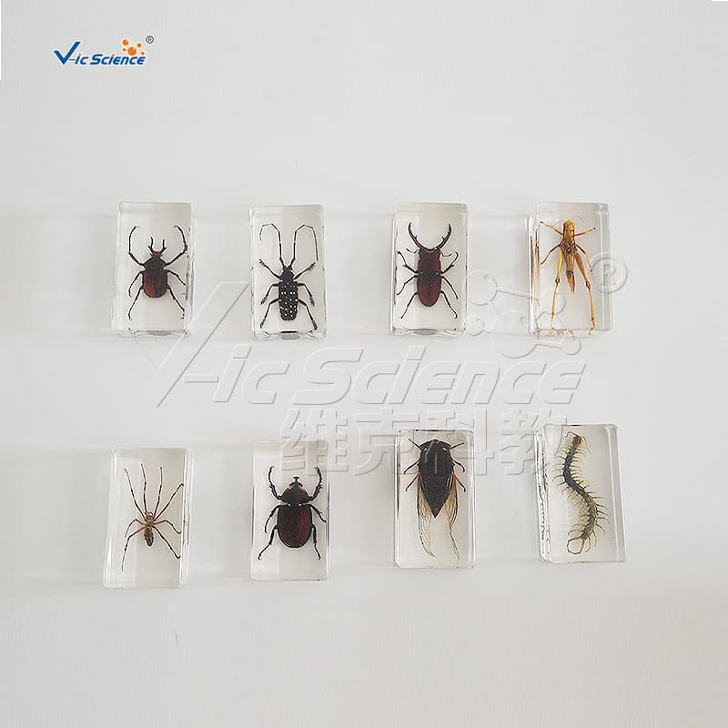 Square resin insect art ornament, high-transparency insect specimen display piece.