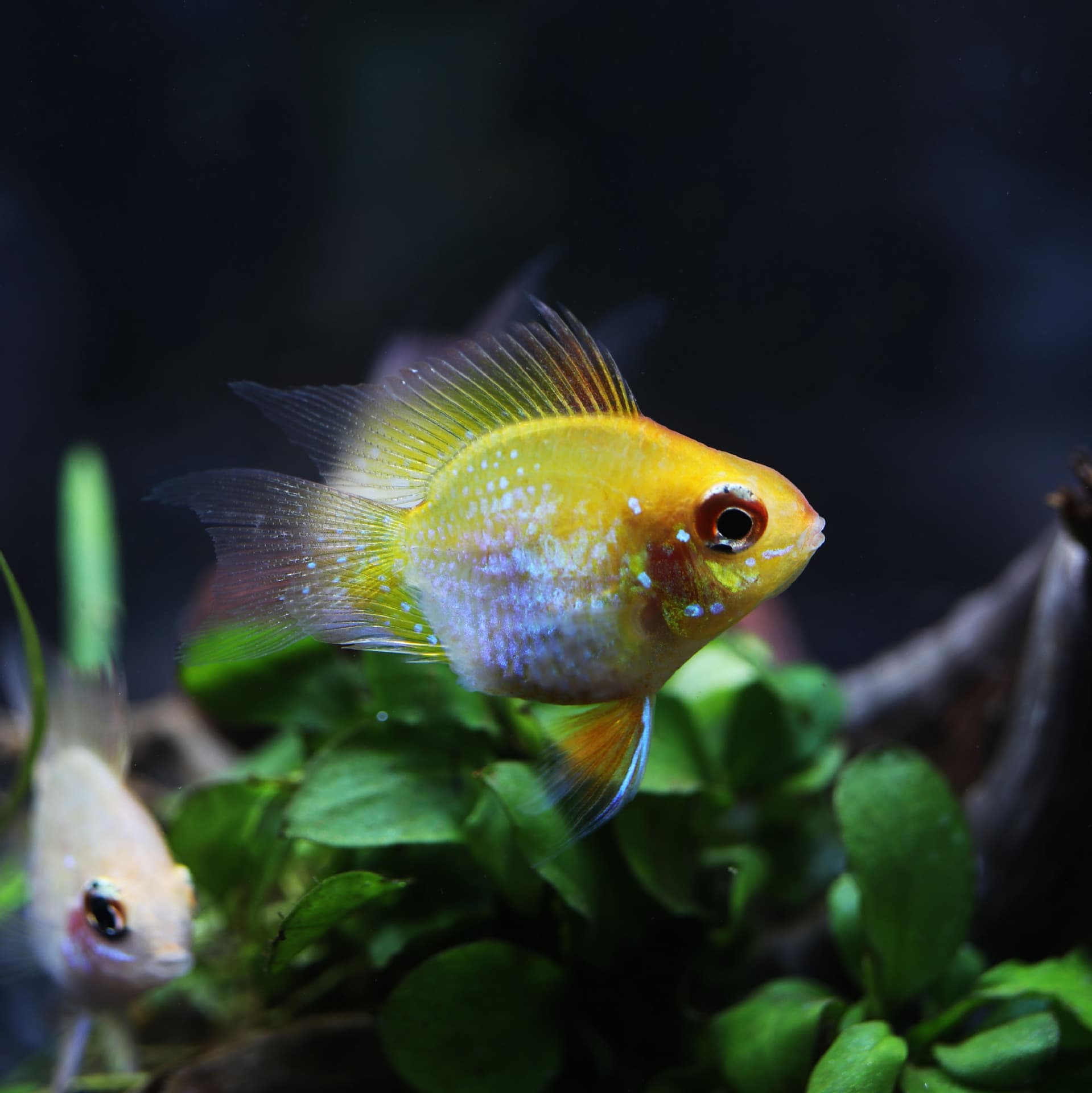 Small Dutch Phoenix Ball Fish, Three-Lake Dwarf Cichlid, Gold Ram, Live Tropical Ornamental Fish, Aquarium Plant Tank Fish, Scaping Fish