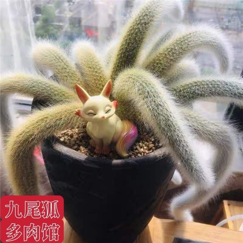Flowering Nine-Tailed Fox Succulent White Long Soft Hair Plant High-end Potted Flower Long Hair Series Monkey Tail Office Potted Plant