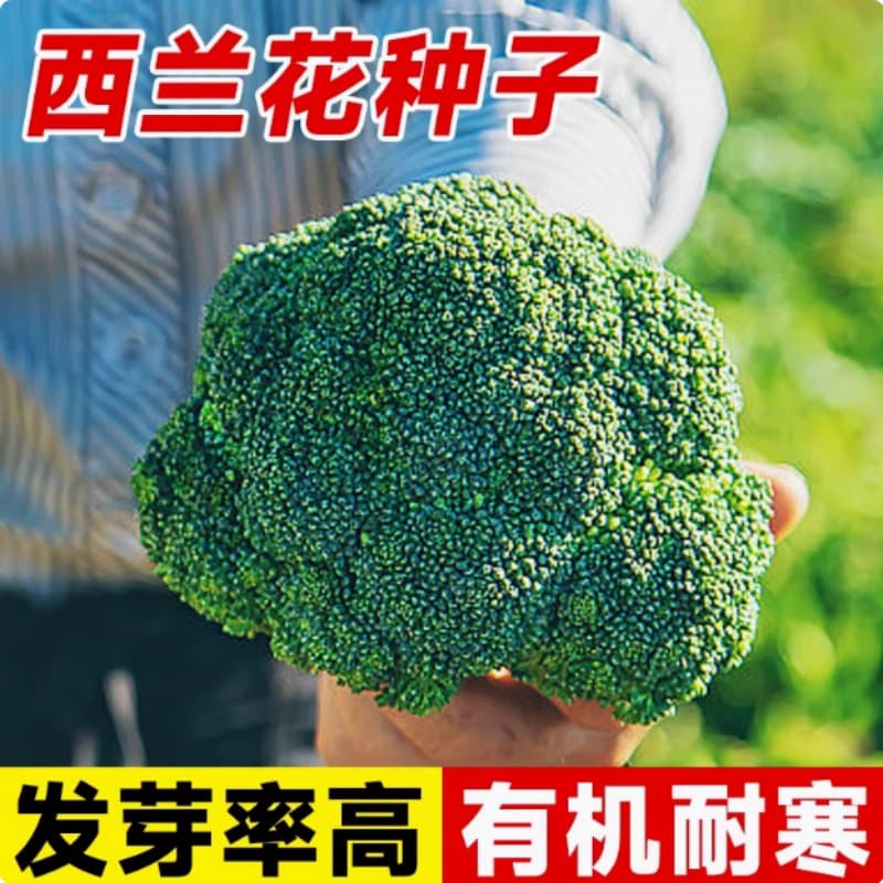 Wholesale Broccoli Seeds, Organic Cauliflower Seeds, Green High-Yield Cauliflower, Cross-Border Special Packaging