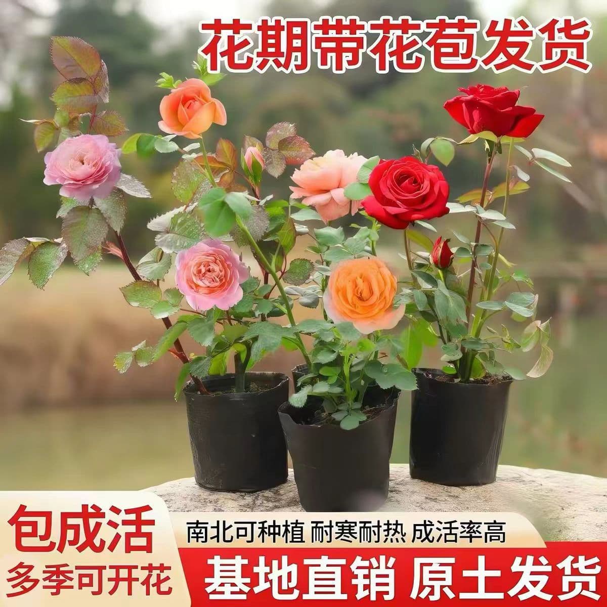 Rose seedlings, rose seedlings, bloom in all seasons, balcony potted flowers, courtyard climbing green plants, large vine roses