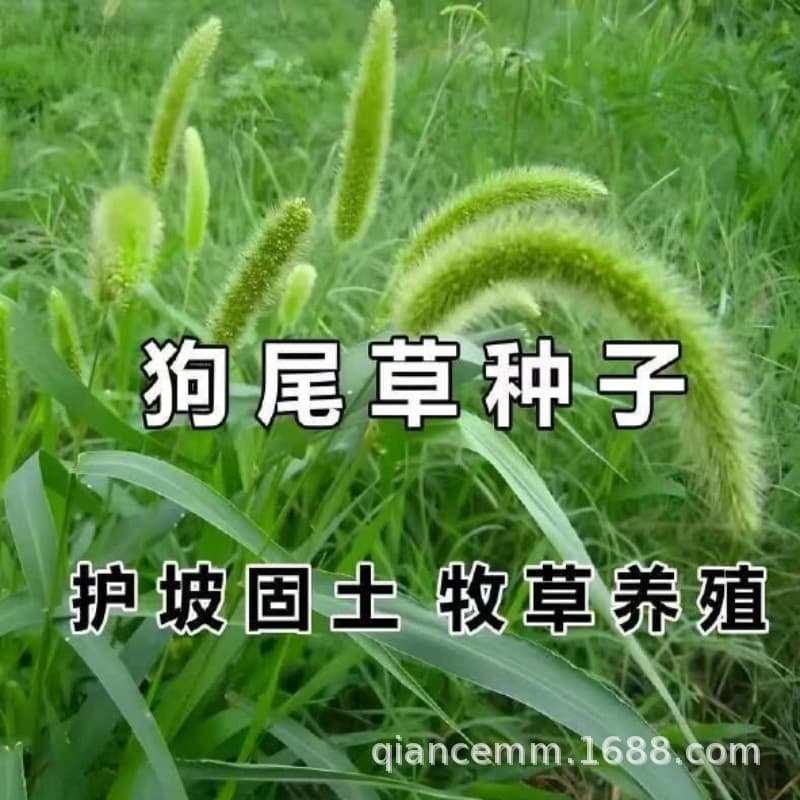 Dogtail grass seeds mine regreen wild grass seeds for four seasons sowing drought-resistant greening lawn slope protection grass seeds