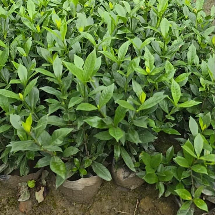 Gardenia seedling, large and small gardenia, sea gardenia, double gardenia, four-season gardenia, small-leaf gardenia, multiple specifications