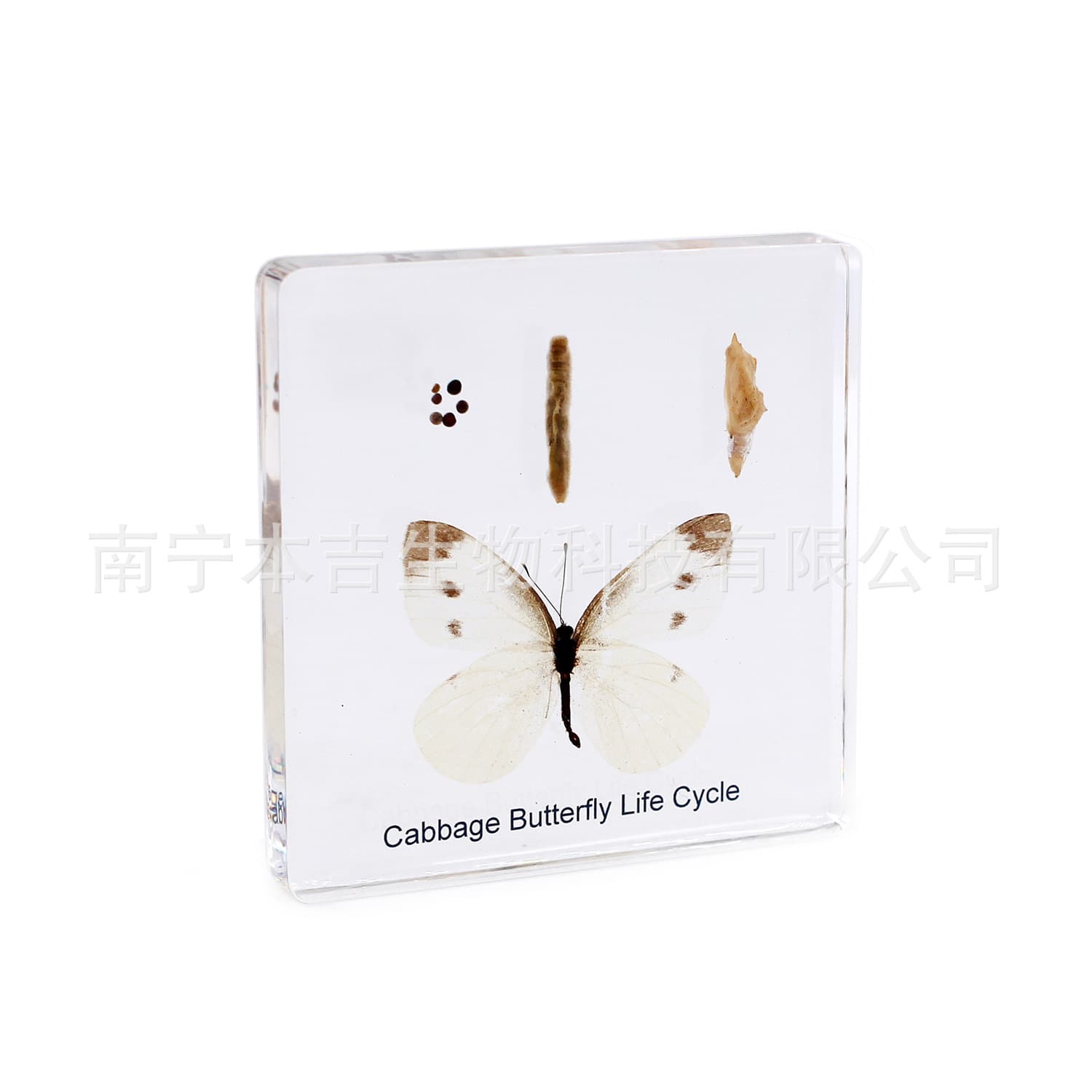 Hot-selling 74 resin amber specimen butterfly growth and life history science education toy early education learning foreign trade export quality