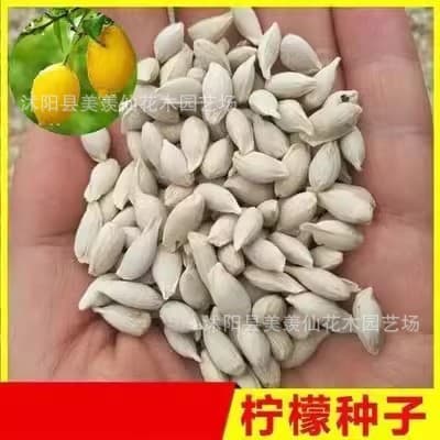 Forest Tree Seeds Lemon Seeds Lemon Fruit Motherwort Fruit Lemon Tree Seeds Lemon Seeds 1 piece = 1 jin