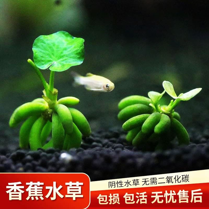 Banana Plant Aquatic Plant for Aquarium Water Purification, Aquascaping, Oxygenation, Fish Keeping, Green Plant for Water Purification
