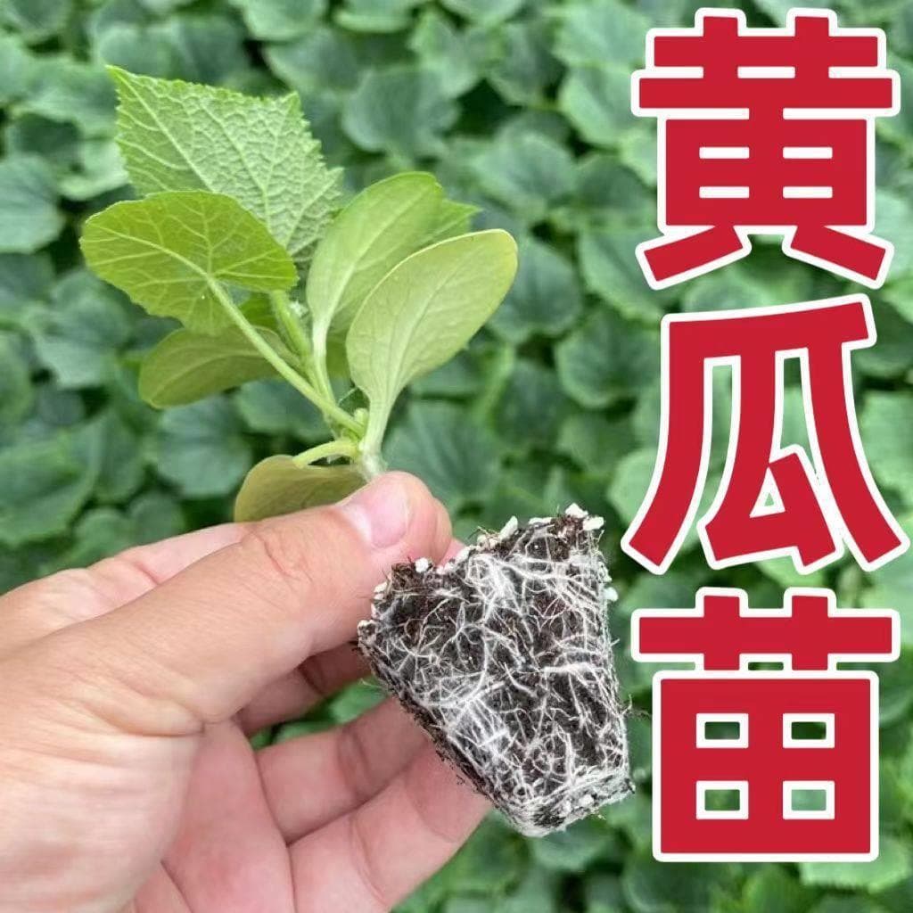 Cucumber Seedlings, Fruit Cucumber Seedlings, Potted Seedlings, Grafted Cucumber Seedlings, Four-Season Balcony Cucumber Seedlings, Vegetable Seedlings