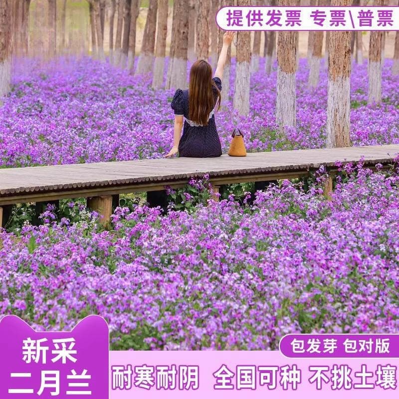 February Orchid seeds, easy to grow in all seasons, perennial Orychophragmus violaceus seeds, shade and cold tolerant