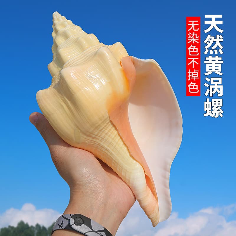 Yellow vortex natural conch shell West Indian holy conch fish tank landscaping decoration home collection ornaments manufacturer wholesale