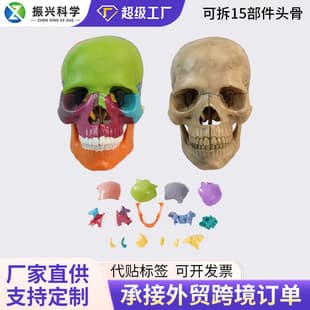 Colorful Skull Model 15 Removable Parts Skull Medical Aesthetic Dental Teaching Tool Mini Cranium Skeleton Wholesale