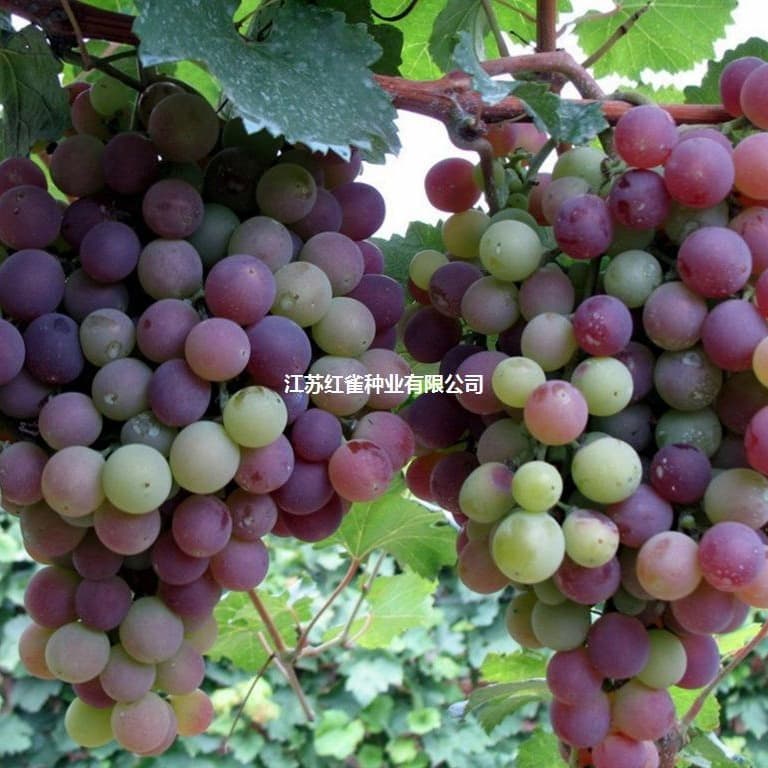Grape seeds, potted fruit trees and vegetables, grape seedlings, fruiting grape seeds, raisin flower seeds.