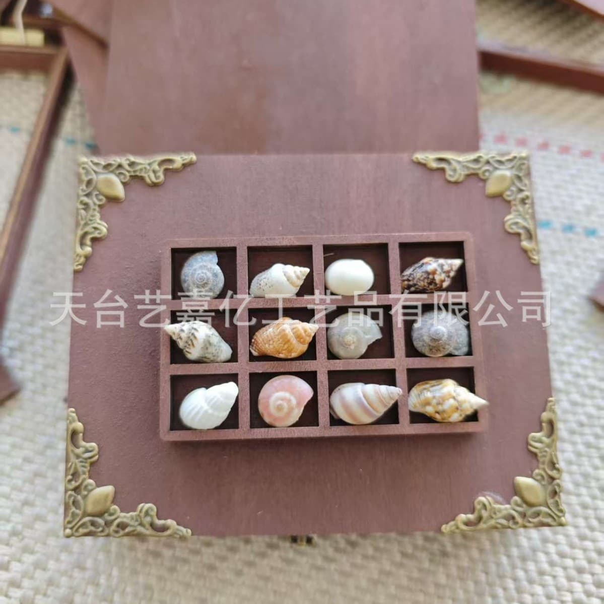 Wooden Mini Display Stand Mini Collectible Shelf Multi-Spec Seashell Snail Decorative Fridge Magnet Small Ornament