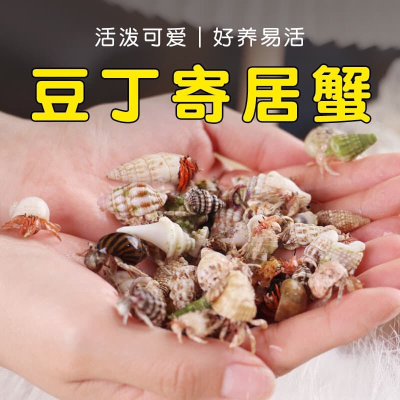 Hermit Crab Beginner Kit - Catering Box & Supplies - Hermit Crab Set - Desktop Pet Gift for Kids