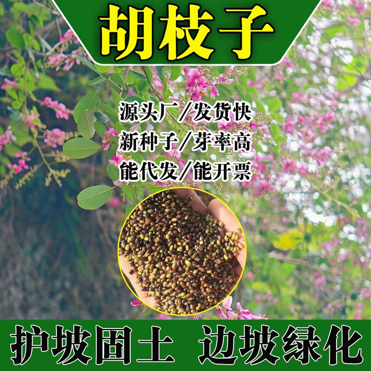Two-Color Huzhizi Shrub Seeds for Slope Protection and Soil Stabilization, Huzhizi for Slope Stabilization, Road Greening, and Mine Re-Vegetation