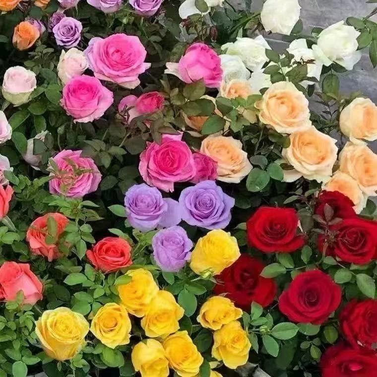 Rose seeds, bloom all year round, easy to grow, suitable for indoor pots, indoor and outdoor gardens, green plants and flower seeds