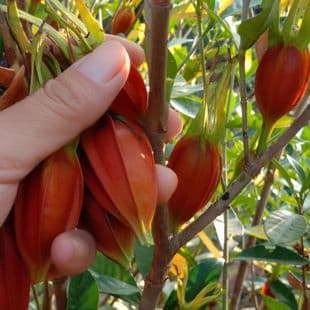 High-yield Fruiting Gardenia Tree Seedlings, Small-leaf Gardenia Seedlings, Large-leaf Gardenia Flower Seedlings, Mountain Gardenia, Fujian Seedlings for Courtyard