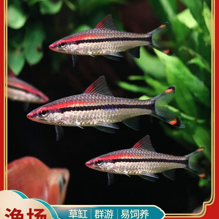 Red Line Torpedo Barb / Congo Tetra - Small Grass Tank Ornamental Fish, Tropical Freshwater Pet Fish, Live, Congo Tetra