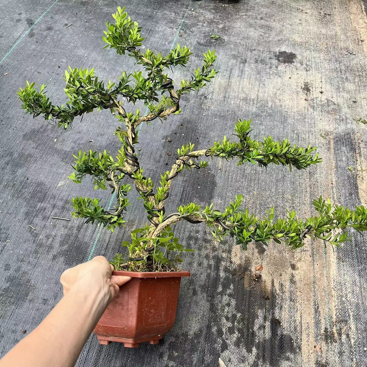 Direct Supply from Base: Sculpted Bonsai Plant, Balcony Greenery, Potted Plant, Hexagonal Sculpted Boxwood