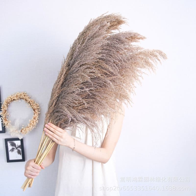 [Bulk Discounts Available] Yunnan Factory Direct Wholesale Colored Ironwood Reeds and Pampas Grass for Home and Wedding Decorations