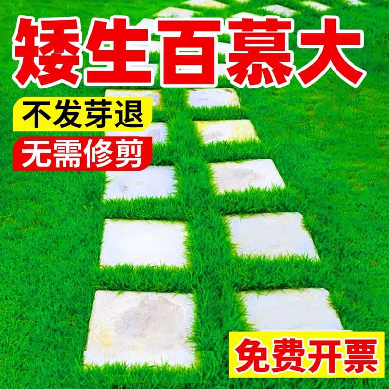 Bermuda Grass Seed, Evergreen, Dwarf, No-Mow for Villa Courtyard Lawn, Wear and Cold/Drought Tolerant Grass Seed