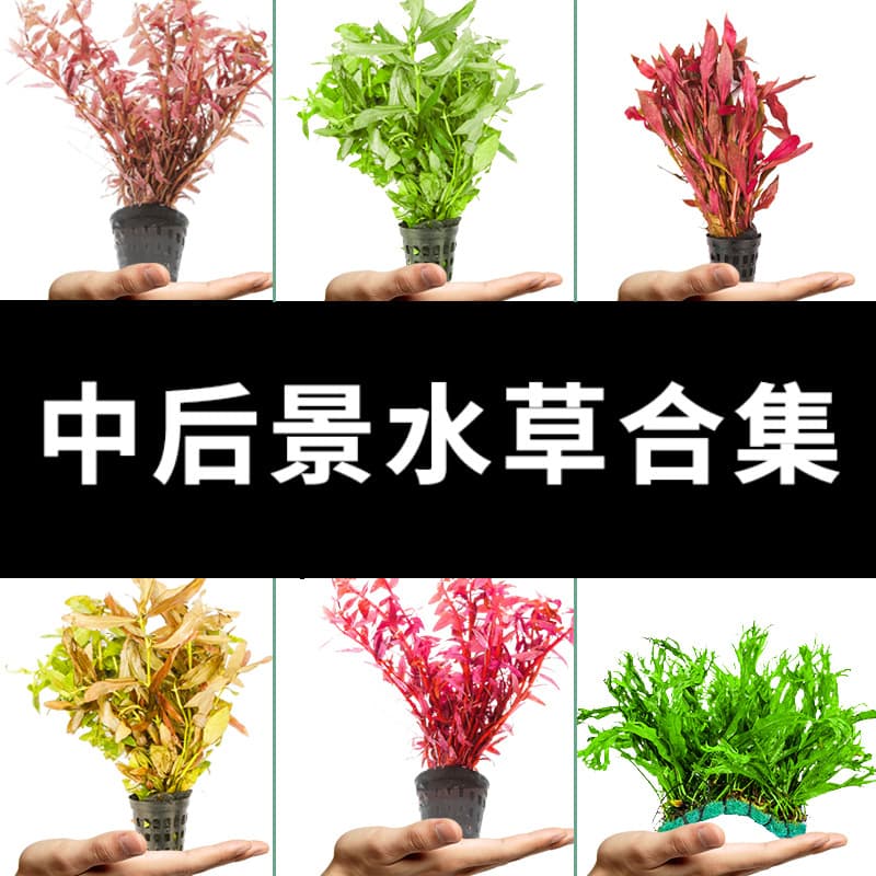 Crazy Aquatic Plants Aquarium Grass Tank Foreground Grass Aquatic Plants Real Grass Shade-Tolerant Midground Background Mid-Background Landscaping Set